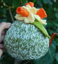 Daffodil tea cosy - hand knitted  - to fit a small teapot  - Image 2