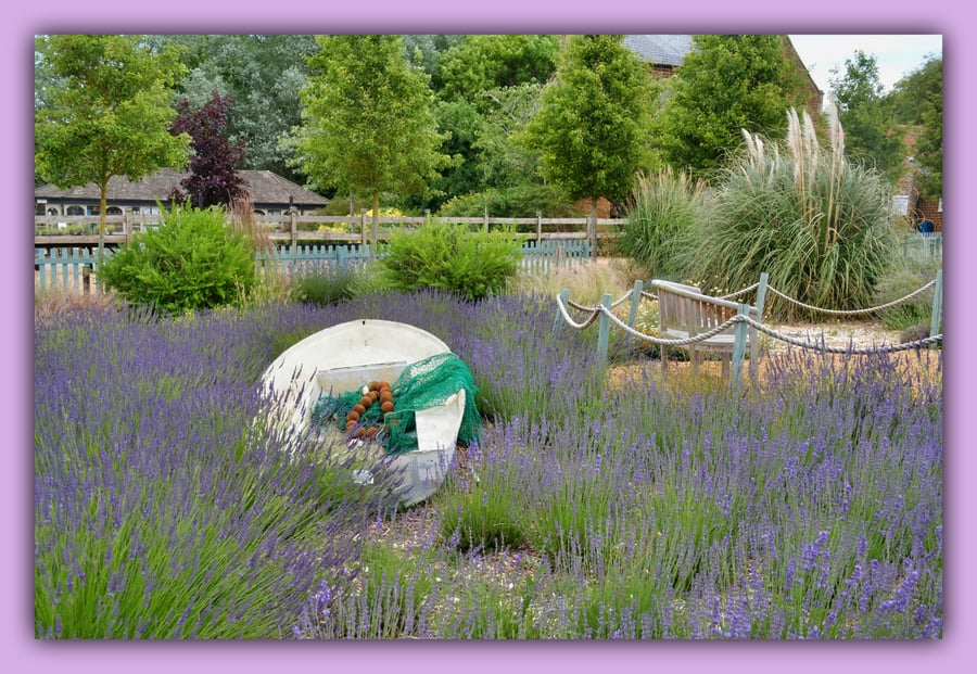 Lavender Field Boat Greeting Card A5 