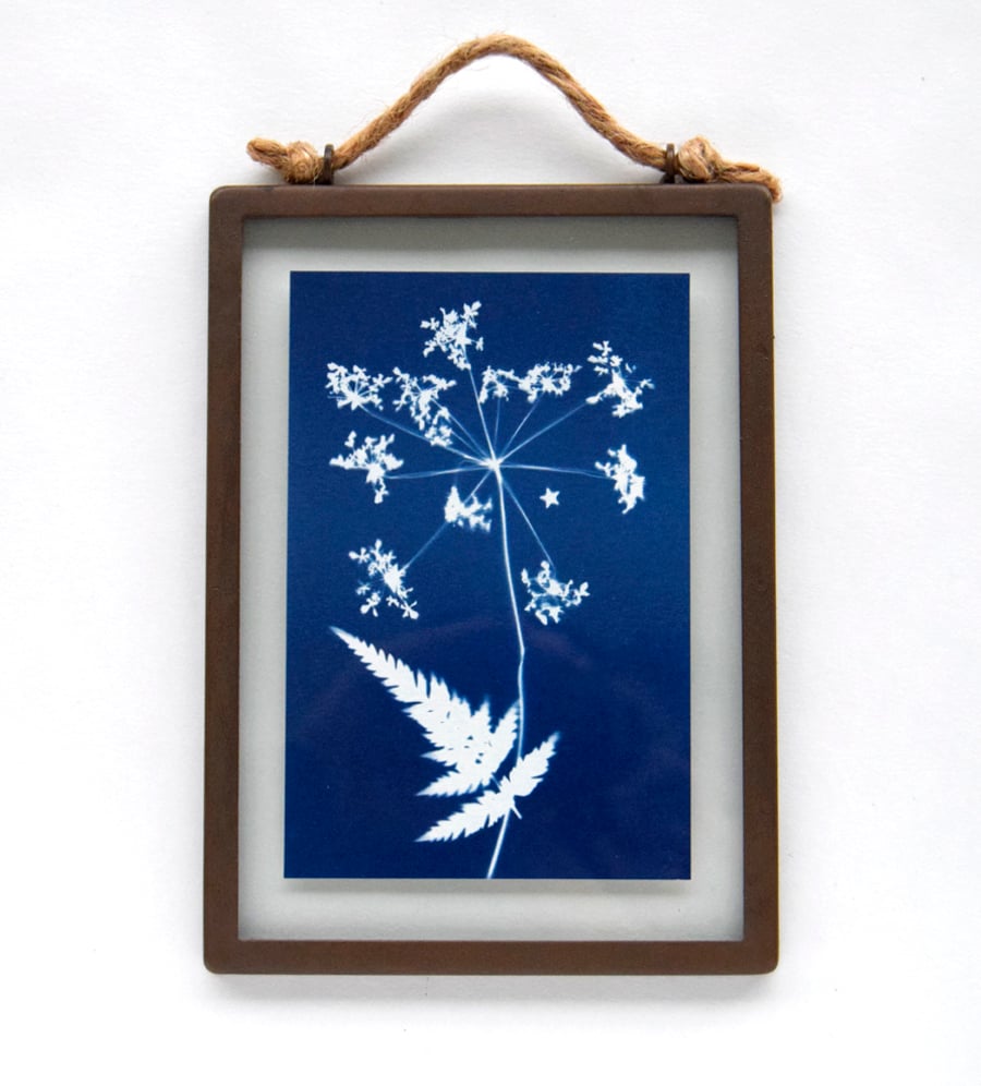 Large Cow Parsley cyanotype in industrial style metal & glass frame