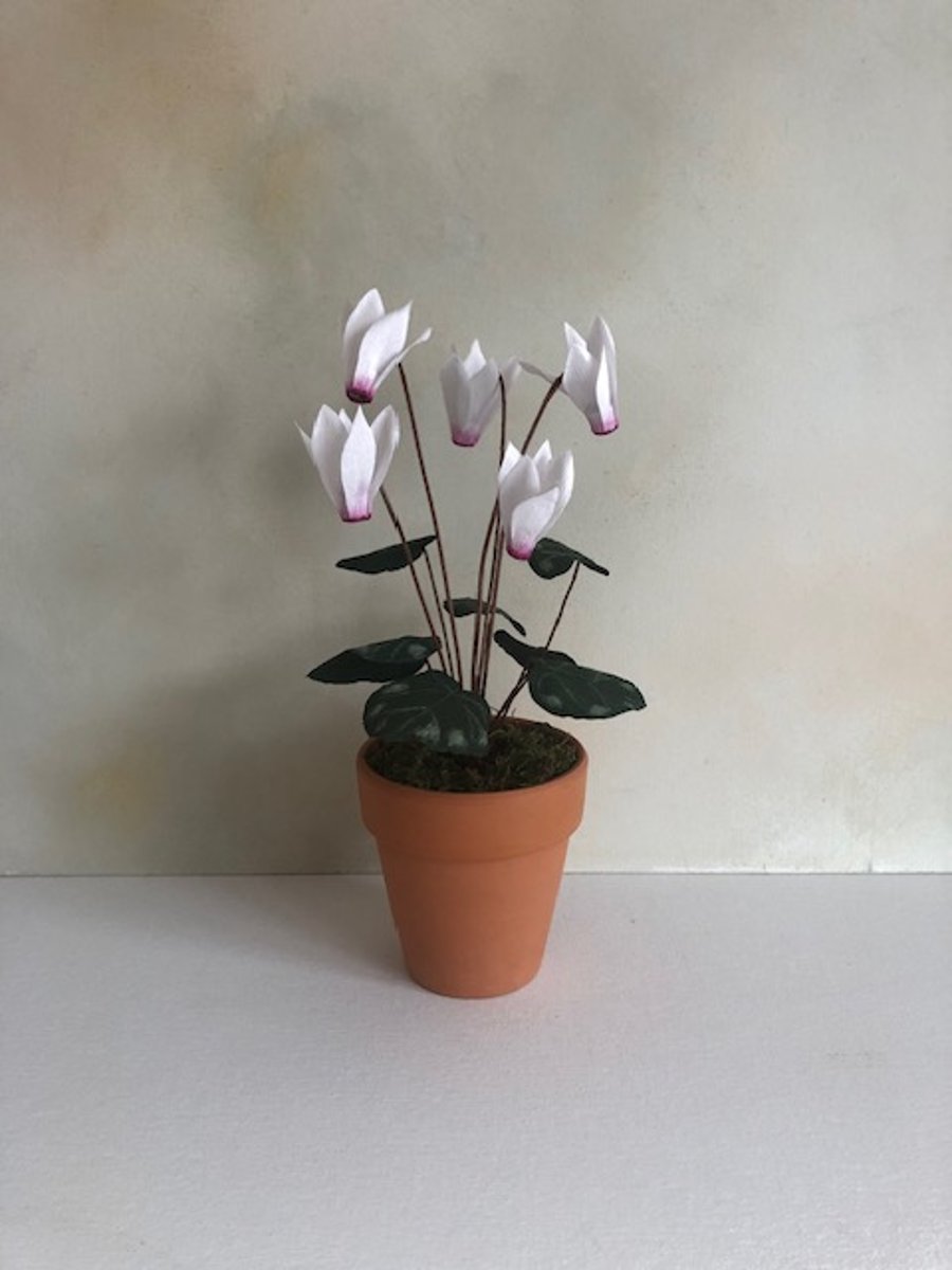 Paper cyclamen plant