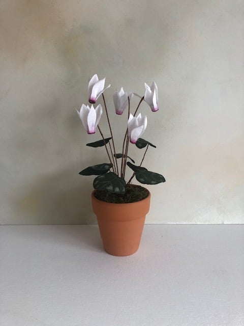 Paper cyclamen plant