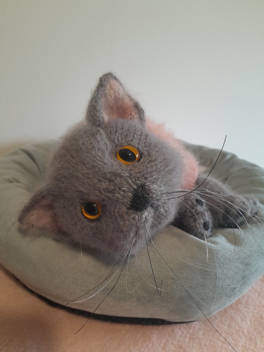 British Shorthair Kitten, dotpebblesknits Knitted Design