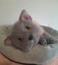 British Shorthair Kitten, dotpebblesknits Knitted Design