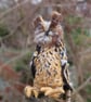  Eagle owl Needle felt owl, collectable animal sculpture ornament or decoration - Image 3