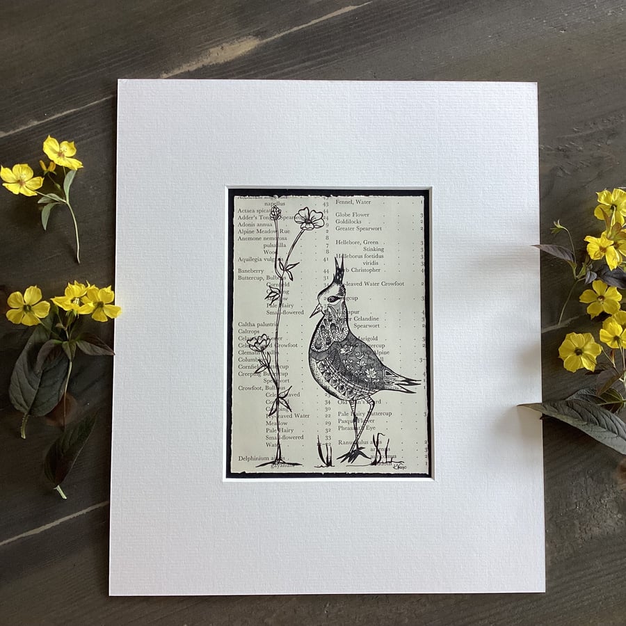 Lapwing art, pen and ink lapwing illustration, bird art on vintage paper