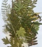 Botanical Cyanotype Starter Kit - Image 4