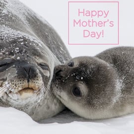 Mother's Day Card Seal & Pup 