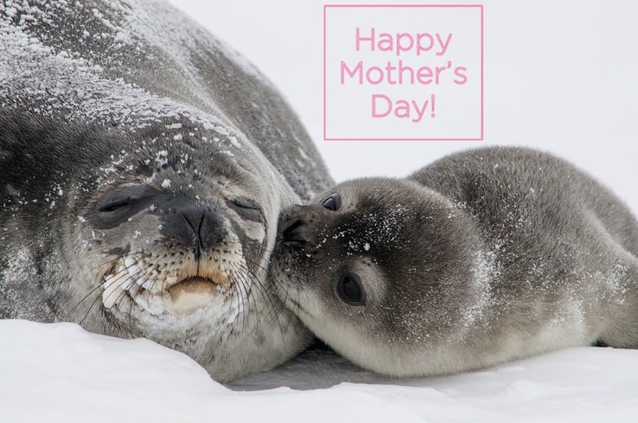 Mother's Day Card Seal & Pup 