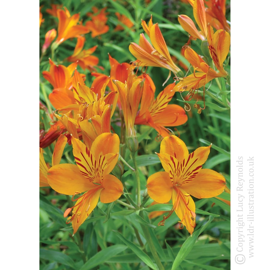 Orange Flowers Greeting Card