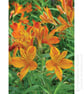 Orange Flowers Greeting Card - Image 1