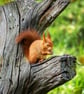 Original Hand-Signed Limited Edition Photos of Red Squirrels - Image 5