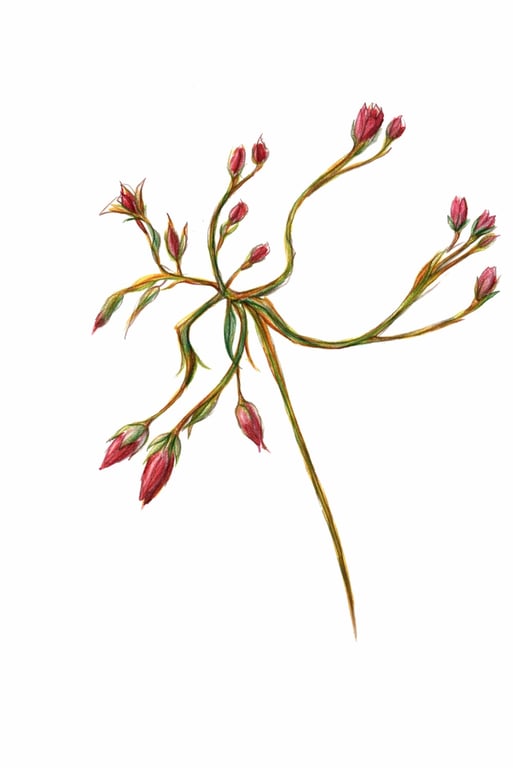 Rose bud ink and pencil Print