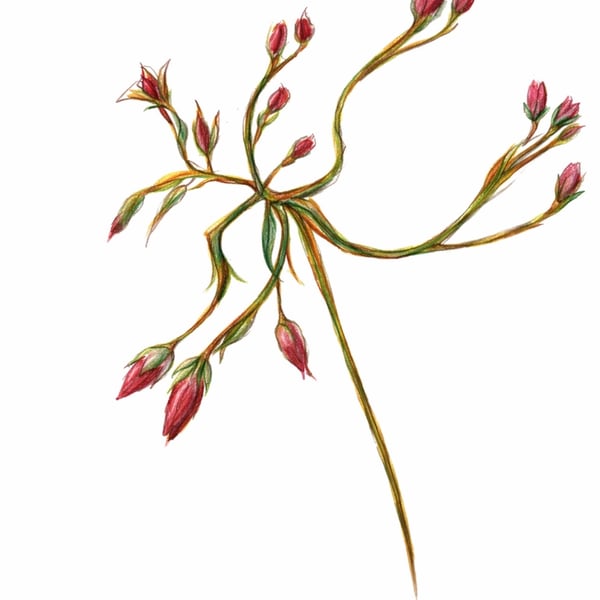 Rose bud ink and pencil Print