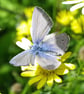Blue Butterfly Photo Greetings Card - Image 5
