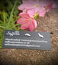 Bat Ear Studs - Image 1