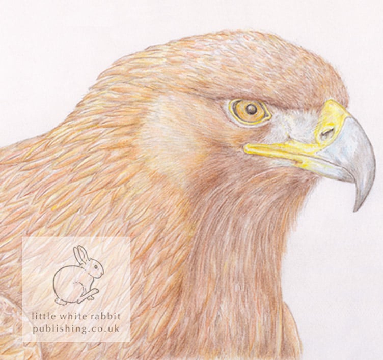 Golden Eagle - Blank Card