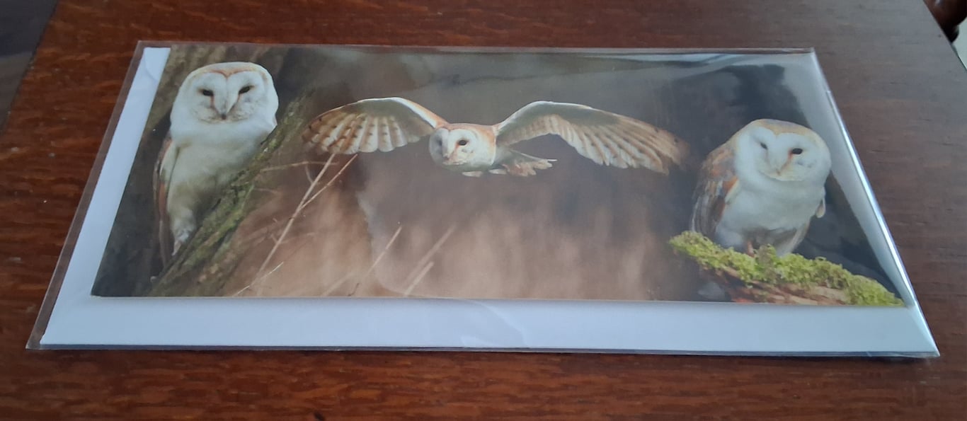 PACK OF 8 OWL BLANK GREETINGS CARDS