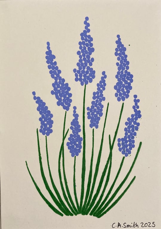 Grape hyacinth flowers
