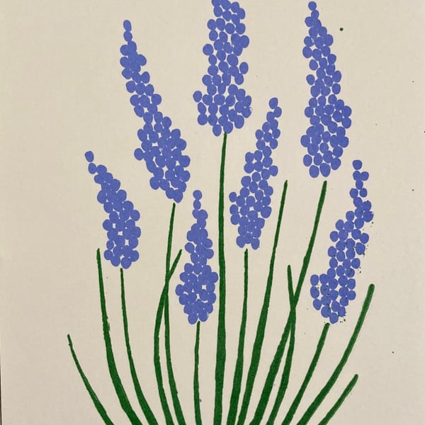 Grape hyacinth flowers