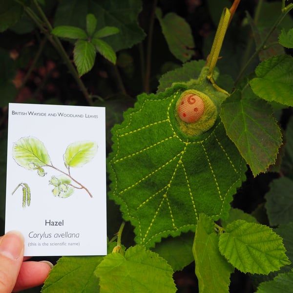 A tiny baby doll in a Hazel leaf