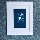Cyanotype embraces Cosmos Flower 
