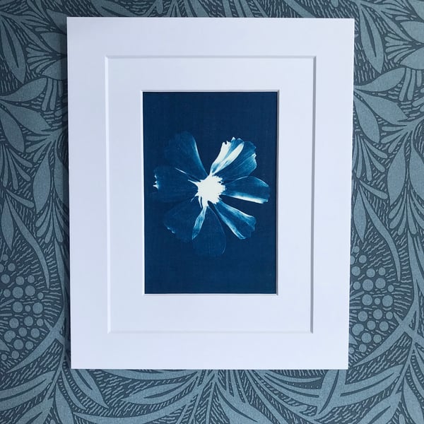 Wall art, Cyanotype embraces Cosmos Flower 