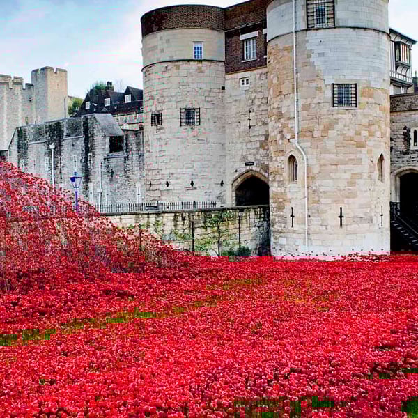 Tower of London Red Poppy Poppies Photograph Print