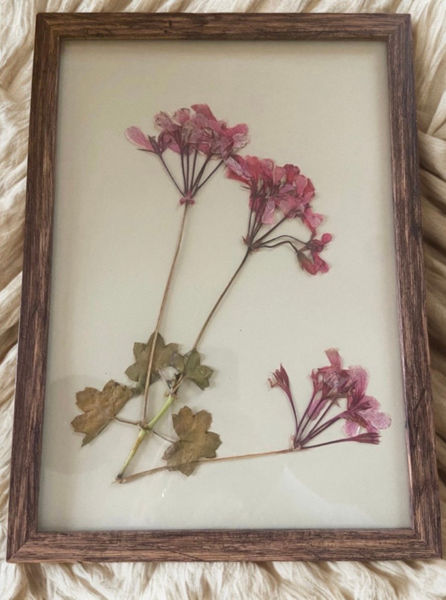 Pressed Geranium Botanical Art in a wooden frame