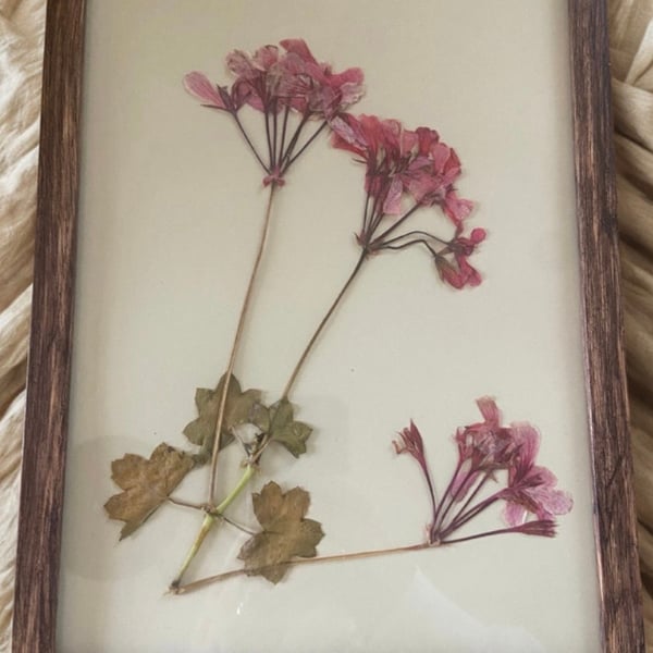 Pressed Geranium Botanical Art in a wooden frame