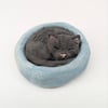 Yorkshire Pudding Cat - Black in blue bed