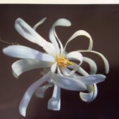 Swings & Roundabouts