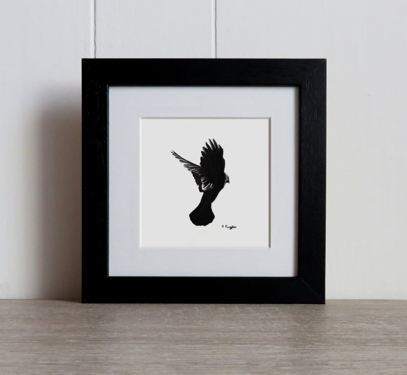 Jackdaw in flight original charcoal pencil drawing with black frame