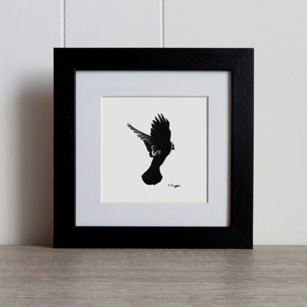 Jackdaw in flight original charcoal pencil drawing with black frame