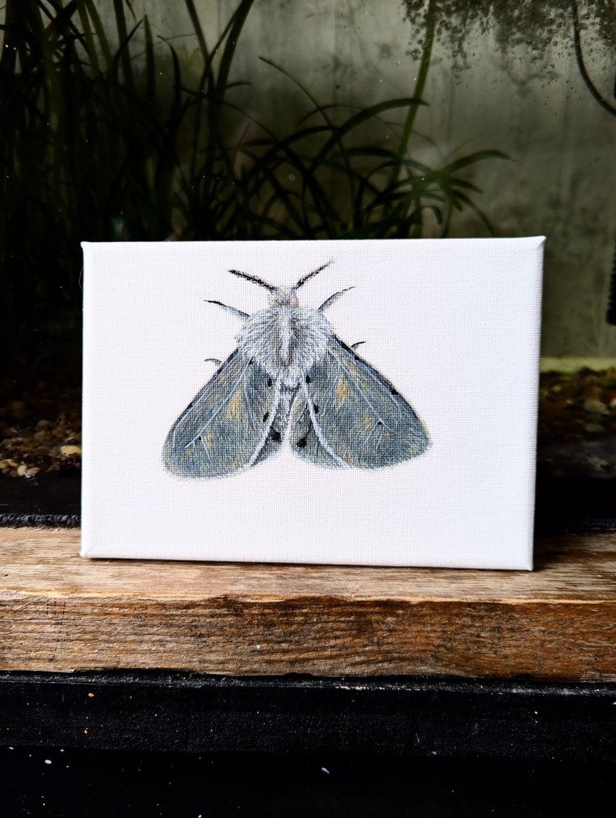 Muslin Moth Acrylic Painting 