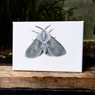 Muslin Moth Acrylic Painting 