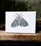 Muslin Moth Acrylic Painting 