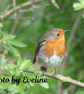 Robin Large Photographic Card 7" x 5" BLANK - Image 6