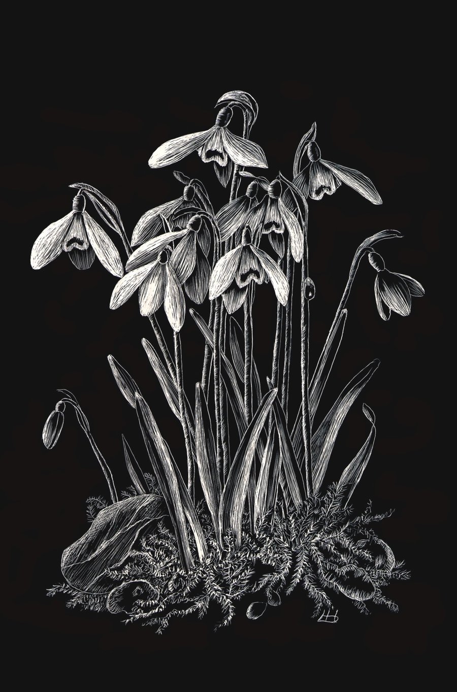 Snowdrops scraperboard illustration, unmounted, 15.2 by 23cm