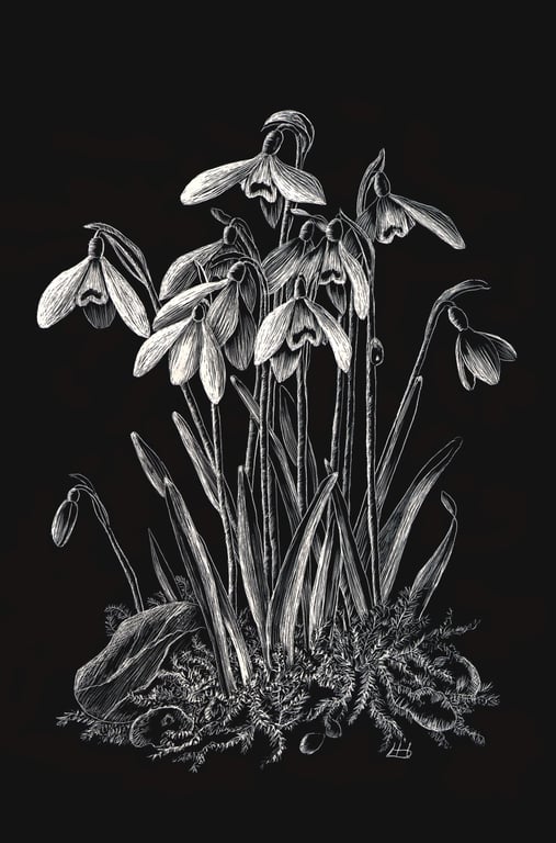 Snowdrops scraperboard illustration, unmounted, 15.2 by 23cm