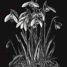 Snowdrops scraperboard illustration, unmounted, 15.2 by 23cm