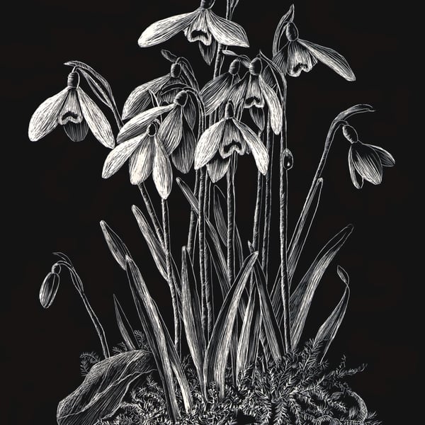 Snowdrops scraperboard illustration, unmounted, 15.2 by 23cm