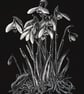 Snowdrops scraperboard illustration, unmounted, 15.2 by 23cm