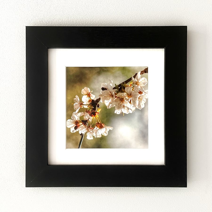Cherry Blossom Fine Art Print