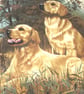 Two golden retrievers ready and waiting cushion - Image 2