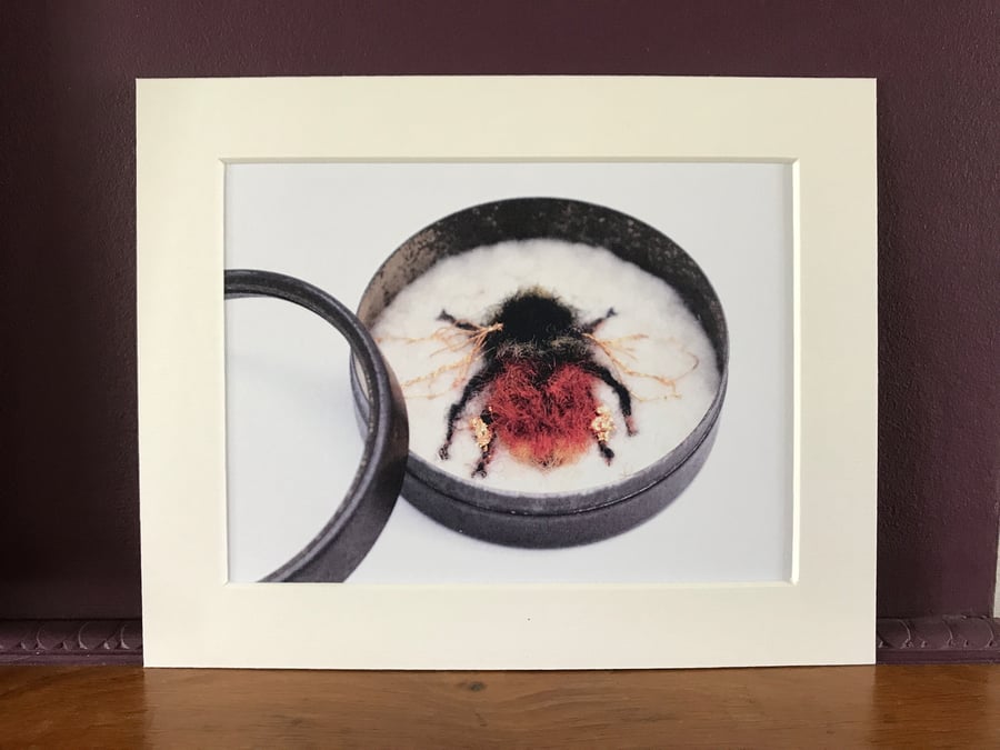 Bee Art - Print of the Bilberry Bumblebee - exhibition quality 