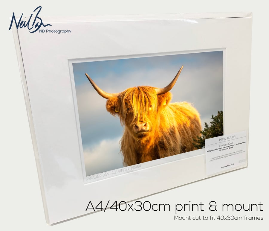 Highland CowCoo Scotland - A4 (40x30cm) Unframed Photo Print