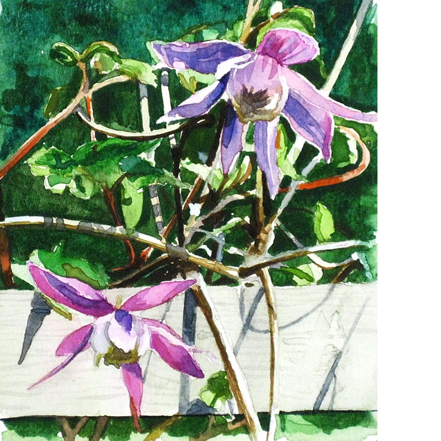 Clematis. Original watercolour.