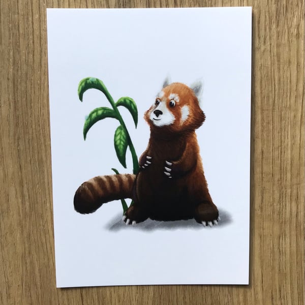 Red Panda Post Card