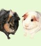 Pet Portrait - Image 5