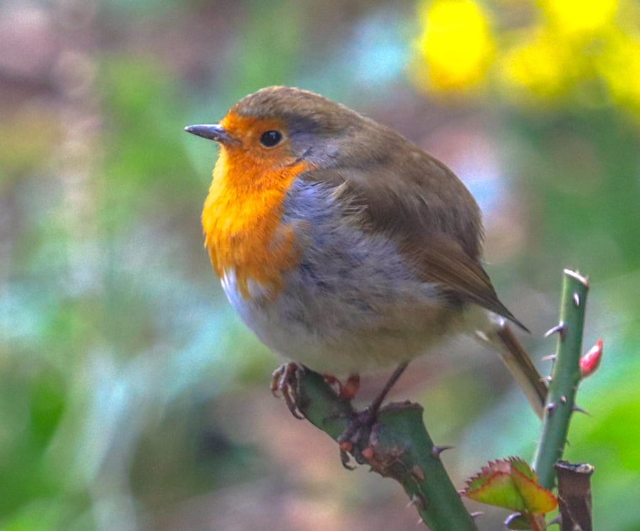 Garden Bird Greetings Card - Robin Photography - Blank inside.